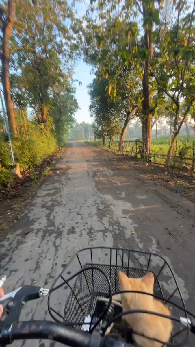 The image shows a person riding a bicycle down a road, with a cat sitting comfortably inside a basket attached to the front of the bike. The scene takes place during daylight hours, as evidenced by the presence of trees lining both sides of the street. The photo appears to be taken from behind the bicycle, giving an interesting perspective on the rider and their surroundings.