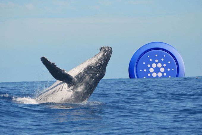 A humpback whale breaches the ocean's surface in a dramatic display, visually representing the "whale" investors accumulating Cardano. The Cardano logo (ADA), featuring its distinctive blue and white dotted design, floats prominently in the water, symbolizing the cryptocurrency these "smart money" investors are rapidly buying.