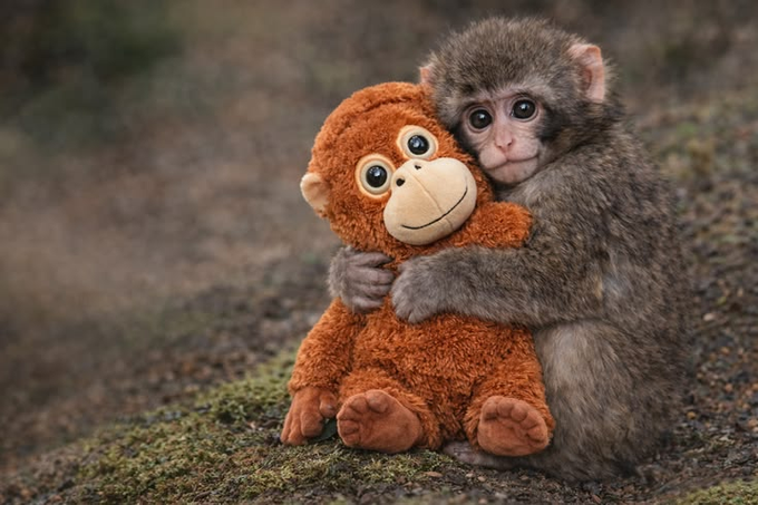 A baby macaque monkey clings to a brown stuffed monkey plushie on a mossy ground, both sharing strikingly similar wide-eyed expressions. The heartwarming image mirrors the post's affectionate theme of a beloved monkey mascot, evoking the emotional appeal used to rally support for the $PUNCH token's journey to a new all-time high.