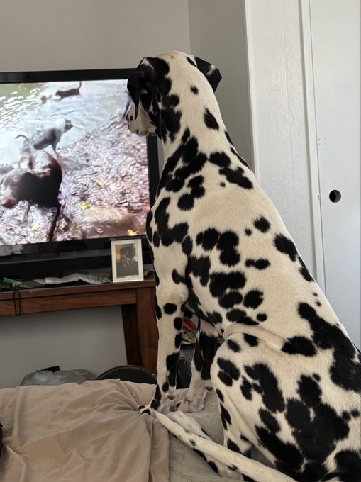 A Dalmatian dog sitting on a bed, intently watching a television screen that displays birds on the ground.