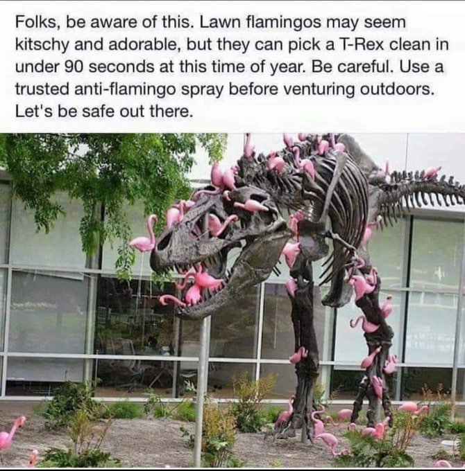 A humorous social media post warns that 'Lawn flamingos may seem kitschy and adorable, but they can pick a T-Rex clean in under 90 seconds at this time of year,' accompanied by a photo of a T-Rex skeleton covered in pink plastic flamingos.