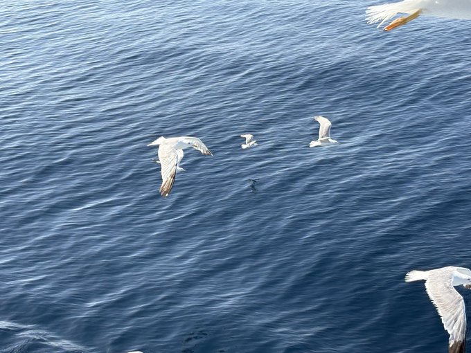 A serene ocean scene with seagulls flying low over blue water.