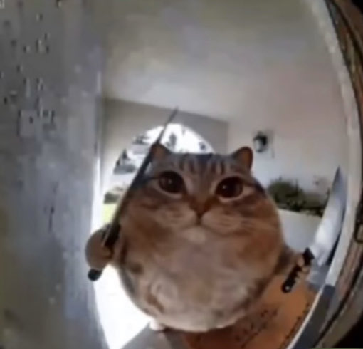A humorous, distorted view of an orange tabby cat with an exaggeratedly round face, seen through a fisheye lens while holding a thin pointer or stick.