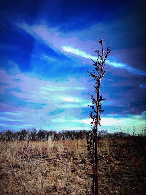 A bare, dried plant stalk stands upright in a grassy field under a dramatic, deeply saturated blue and turquoise sky at dusk or dawn.