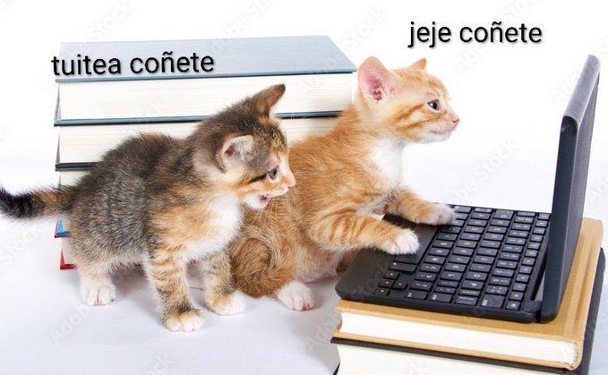Two kittens sit near a laptop on stacked books, with Spanish text overlaid reading 'tuitea coñete' and 'jeje coñete'.