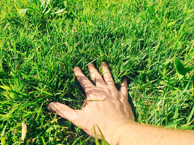 A close-up of a person's hand pressing down into a lush, bright green lawn, casting soft shadows across the grass.
