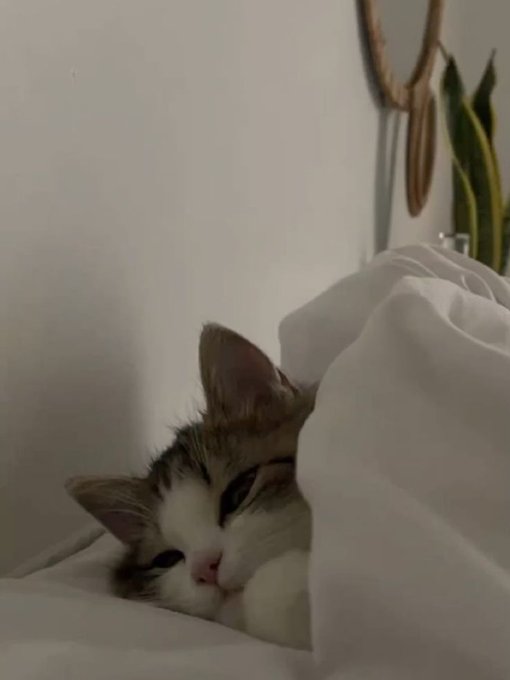 A close-up of a tabby and white kitten resting its head against white bedding with a sleepy, content expression.