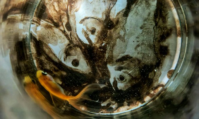 A close-up view inside a glass containing a dark, murky liquid with brown residue and bubbles clinging to the sides, alongside a small golden fish swimming near the bottom.
