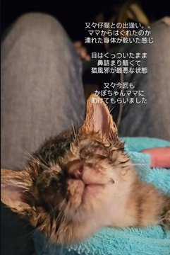 A wet kitten with eyes closed being petted, with Japanese text describing the rescue, vet visit, and how the kitten purrs non-stop.