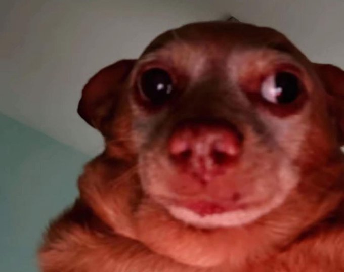 The image features a brown dog with a red nose looking directly at the camera. The background of the photo appears to be a white wall or ceiling. There are several words written around the edges of the image, including "here are the list of things I think you missed", "kaito is about to be back", "sol dropped to $41, climbed back to $62 and is now sitting at $64", "people kept asking where you went", and " Nikita changed the rules again, and your analytics for payouts now stop counting from". The dog's position in front of these words creates a sense of focus on the image.