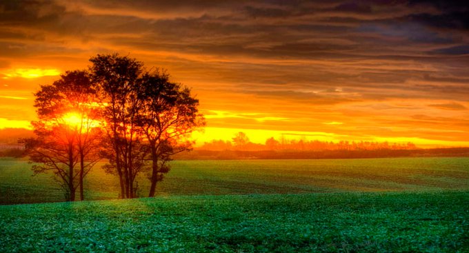 A vibrant sunset landscape with a silhouetted tree against an orange and yellow sky over a green field.