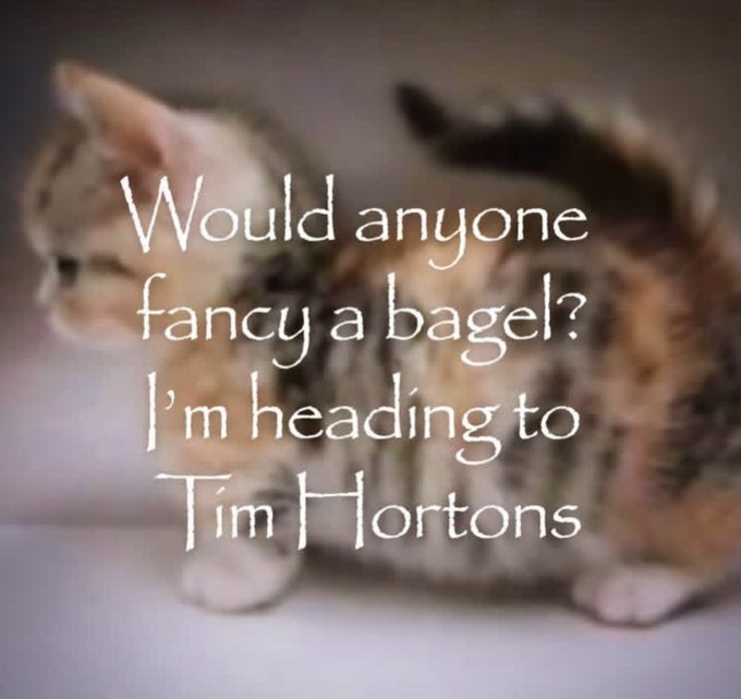 A blurry image of a cat overlaid with text reading 'Would anyone fancy a bagel? I'm heading to Tim Hortons'.