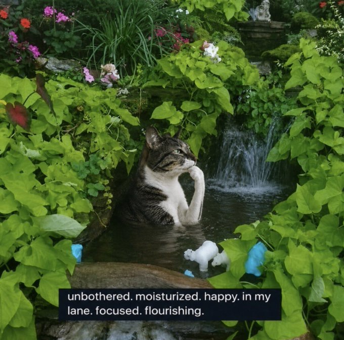 An image of a tabby cat sitting in a pond with its paw resting on its chin, surrounded by greenery and a small waterfall, with the caption 'unbothered. moisturized. happy. in my lane. focused. flourishing.'