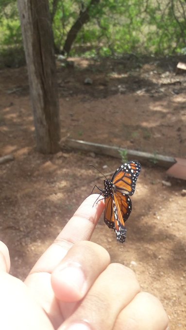 A close-up photograph of a monarch butterfly perched on a person's finger in an outdoor dirt area with trees and greenery in the background.