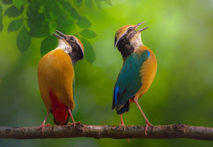 Two vibrantly colored birds with orange, turquoise, and red plumage perch on a tree branch with their beaks open, set against a soft green leafy background.