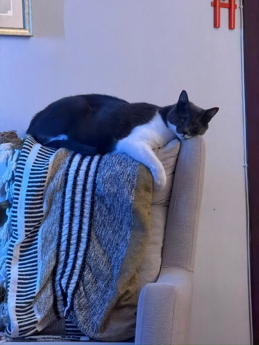 A black and white cat sleeps peacefully on the back of a beige couch draped with a black and white striped blanket.