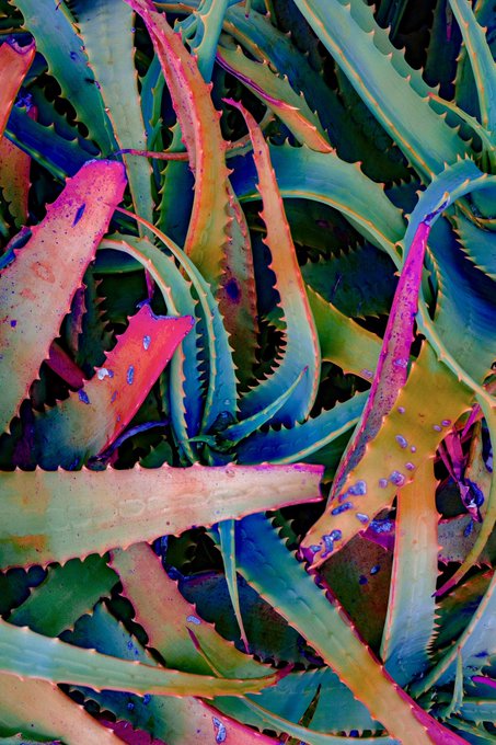 A vibrant, colorful close-up of aloe vera leaves displaying a gradient of pink, orange, blue, and green hues with water droplets on the serrated edges.