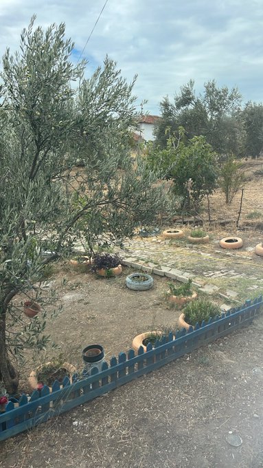 A garden scene with an olive tree, potted plants, and tires used as planters along a blue picket fence, with olive trees in the background.