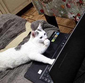 A white and gray cat lies on a gray blanket, pawing at an open Lenovo laptop keyboard, mirroring the cat's curious intervention on the trader's bleeding portfolio of $180K+ unrealized losses as they stubbornly hold short positions betting on $BTC dropping to $62K, $ETH to $1,800, and $SOL below $80.