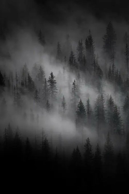 A dark, atmospheric photograph of a misty forest with silhouettes of tall pine trees shrouded in fog.