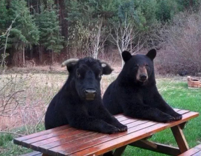 A black dog and a black bear sit side by side on a picnic table, looking solemnly at the camera—mirroring the dejected, bearish mood of the crypto market.