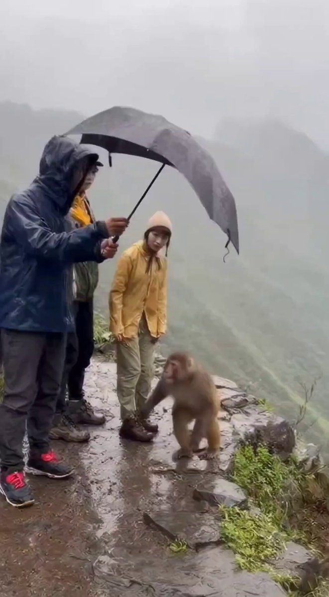 The image shows a group of people standing near each other, with one person holding an umbrella over another person's head who has a monkey on their shoulder. The scene takes place at the top of a mountain or cliffside, possibly during a rainy day. A caption below the photo reads "TermMax V2's原子订单上线后，固定利率市场出现了一种传统金融里极其罕见的东西。 @TermMaxFi 的V2版本有一个被市场讨论不多但金融含义很撮合期间".