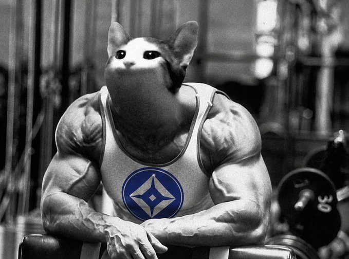 A humorous edited image shows a muscular bodybuilder with a cat's head wearing a gray tank top featuring a blue logo, sitting in a gym with weights visible in the background.
