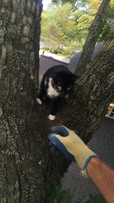 A black and white cat sits perched high up between branches of a large tree, looking down at a person's gloved hand reaching up toward it, with rooftops visible in the background below.