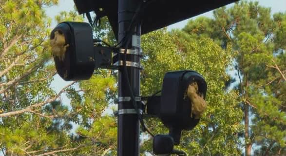 Two FLOCK surveillance cameras mounted on a pole are shown being pecked at by birds, set against a backdrop of trees. The image illustrates the post's message about eroding privacy in the US, as these cameras are part of the expanding network of automated license plate and surveillance technology deployed across American cities.