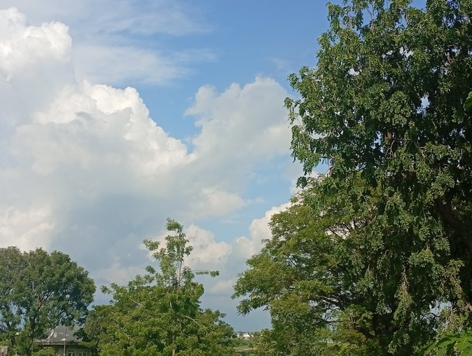 A bright daytime view shows fluffy white cumulus clouds in a blue sky, framed by the green foliage of trees in the foreground.