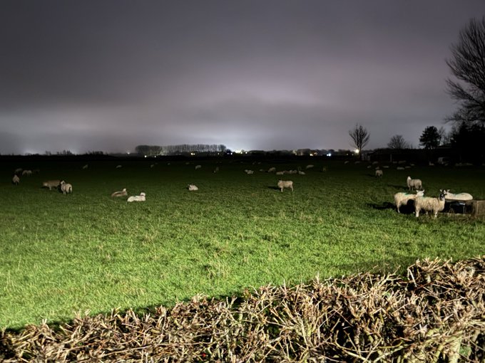 A nighttime photograph of a green pasture filled with sheep under a cloudy sky, with a village's lights visible in the distant background.