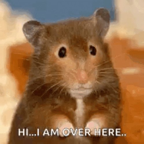 The image features a brown hamster sitting on an orange surface, with its paws raised as if it's posing for a photo or video. Below the hamster, there is text that reads "hi... I am over here." This suggests that someone has taken this picture of the hamster and added a humorous caption to make it more entertaining or engaging. The image also includes a watermark that says "$ratspeak".