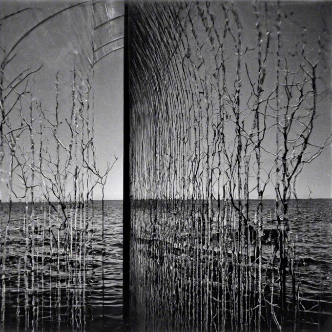 A black and white photograph shows bare tree branches rising from rippling water, with a vertical seam creating a slight asymmetry between the two panels.