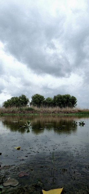 A calm pond reflects an overcast sky, with tall reeds and green trees lining the bank and lily pads floating on the water's surface.