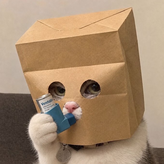 A white cat with a brown paper bag on its head featuring cut-out circles for eyes and nose, holding a Ventolin inhaler with its paw.