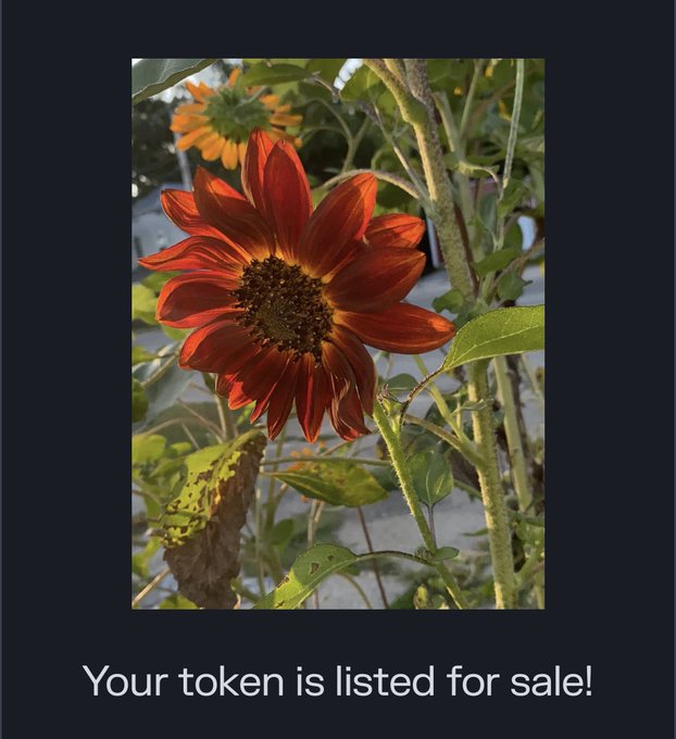 A vibrant red daisy-like flower in full bloom, backlit by sunlight, with a partially open orange bloom visible in the upper left. The caption "Your token is listed for sale!" appears at the bottom, promoting a Williams NFT reserve auction on transient.xyz where collectors can skip bidding and instantly claim the piece for 9.88 ETH.