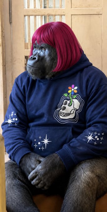 The image features a gorilla with red hair wearing a blue hoodie that has a flower design, as well as stars on it. The gorilla appears to be sitting down and looking off into the distance. There are also some words written below the image, which seem to be part of a caption or description related to the image.