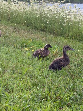 Two brown ducks are seen in a grassy field with white wildflowers in the background.