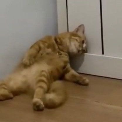 An orange tabby cat lies sprawled on a wooden floor, looking utterly exhausted and defeated as it presses its face against a closed door. The cat's posture perfectly mirrors the post's sentiment of someone completely worn out and giving up on profit after a tiring experience.