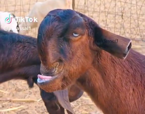 A brown goat makes a skeptical, unimpressed face, fitting the post's tone of confusion and disbelief at people selling a Uniswap-endorsed coin while its market cap remains low at 500k. The watermark "@djfoussali" is visible on the image.