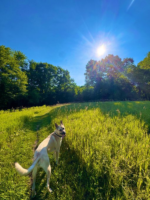 A white dog with pointed ears stands in a sunlit grassy field with a walking trail, trees, and bright blue sky in the background.