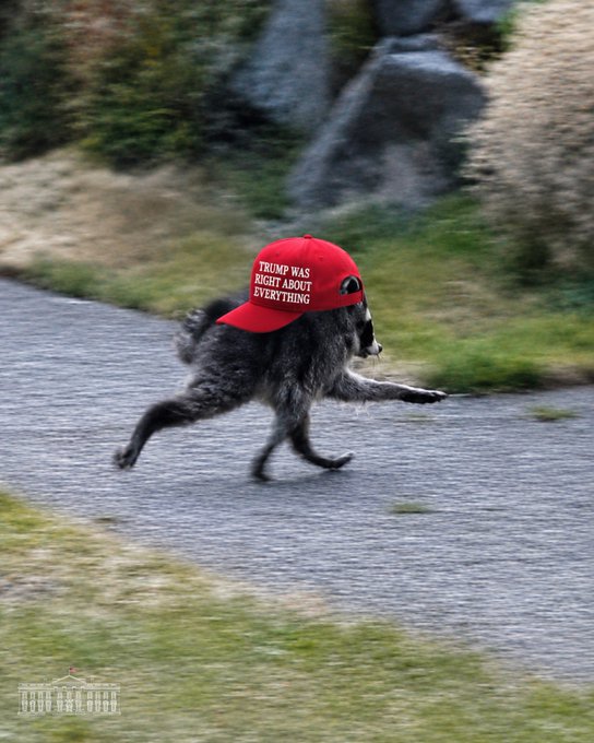 A raccoon runs along a paved path wearing a red MAGA-style cap that reads 'TRUMP WAS RIGHT ABOUT EVERYTHING'.