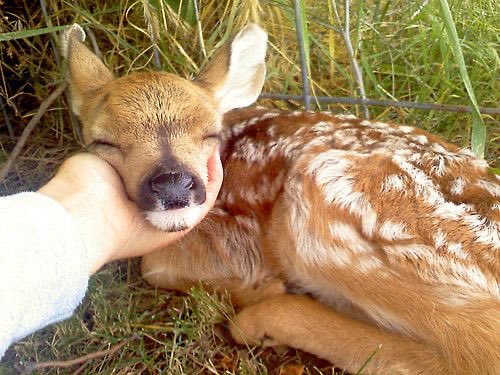 A young fawn with white-spotted brown fur lies peacefully in the grass with its eyes closed, while a person's hand gently cradles its head. The baby deer appears calm and relaxed in this tender moment.
