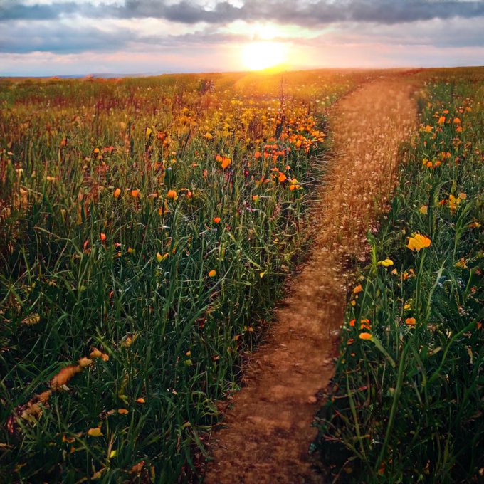 A scenic landscape photograph of a dirt path running through a field of tall green grass and yellow flowers at sunset.