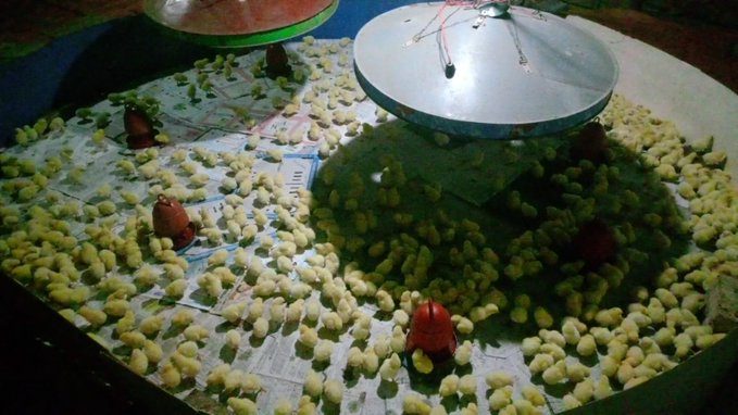 A brood of yellow chicks gathers around a metal feeder and red water dispensers placed on newspaper-lined flooring inside a poultry enclosure, illustrating the "Sleepagotchi" community's morning post about the $SLEEP token and the overlooked value of quality rest.