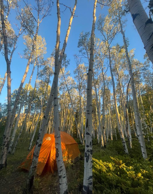An orange tent nestled among tall, white-barked aspen trees under a clear blue sky.