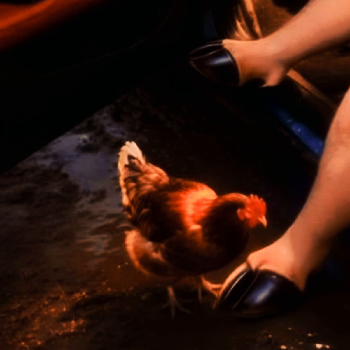 The image features a brown chicken standing next to a pair of black high heels, with one foot resting on top of the other. The background appears to be dark or dimly lit, which contrasts with the bright colors of the chicken's feathers. The caption for this image reads "We will make it the official mascot of @Pumpfun DUVE CA: 3JuWwuUcTajprJicPGCw8VVHJQ4oseEG6a1UkEs8pump".