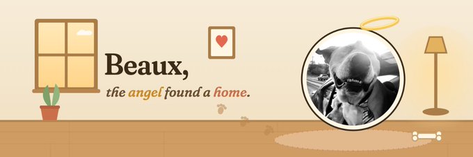 Banner illustration with the text "Beaux, the angel found a home" featuring a circular black-and-white photo of a small dog wearing sunglasses, with paw prints leading to it, alongside a window, potted plant, and lamp on a warm beige background.