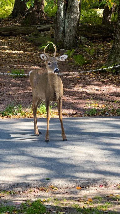 A young white-tailed deer with small antlers standing on a paved road, looking toward the camera with trees and a chain barrier in the background.