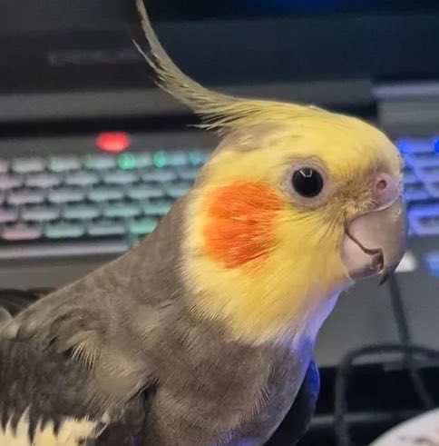 A close-up of a cockatiel with a yellow head, orange cheek patches, and a gray body perched in front of a colorful RGB-lit computer keyboard.